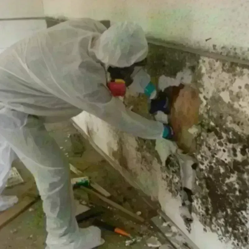 Mold Remediation and Removal in Cahokia, IL